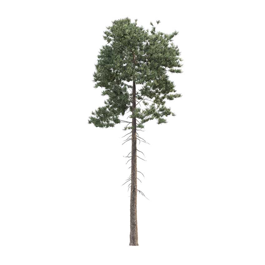 Pinus ponderosa - Pinus 02